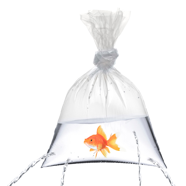 leaking-fish-in-bag_DI